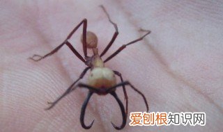 家里有白蚂蚁怎么办 家有白蚂蚁怎么处理