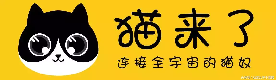宠物自媒体策划,2年50万铲屎官关注,宠物类自媒体如何运营?专访丨猫来了
