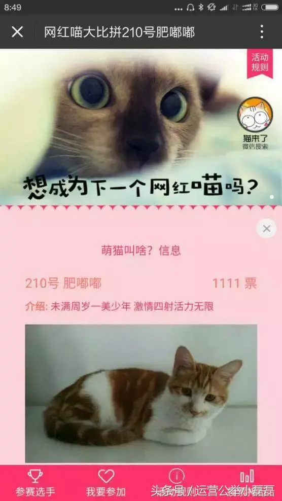 宠物自媒体策划,2年50万铲屎官关注,宠物类自媒体如何运营?专访丨猫来了
