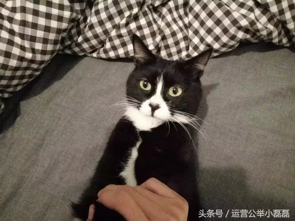 宠物自媒体策划,2年50万铲屎官关注,宠物类自媒体如何运营?专访丨猫来了
