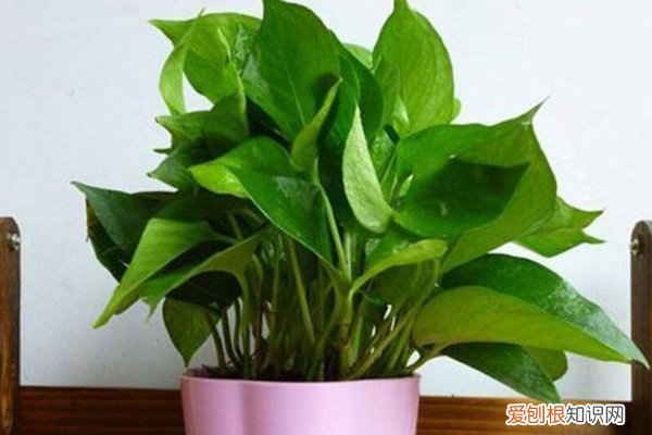 养花用啥肥料叶子会茂密 养的花总长不旺?用“它”沤制成肥,叶子茂盛油亮