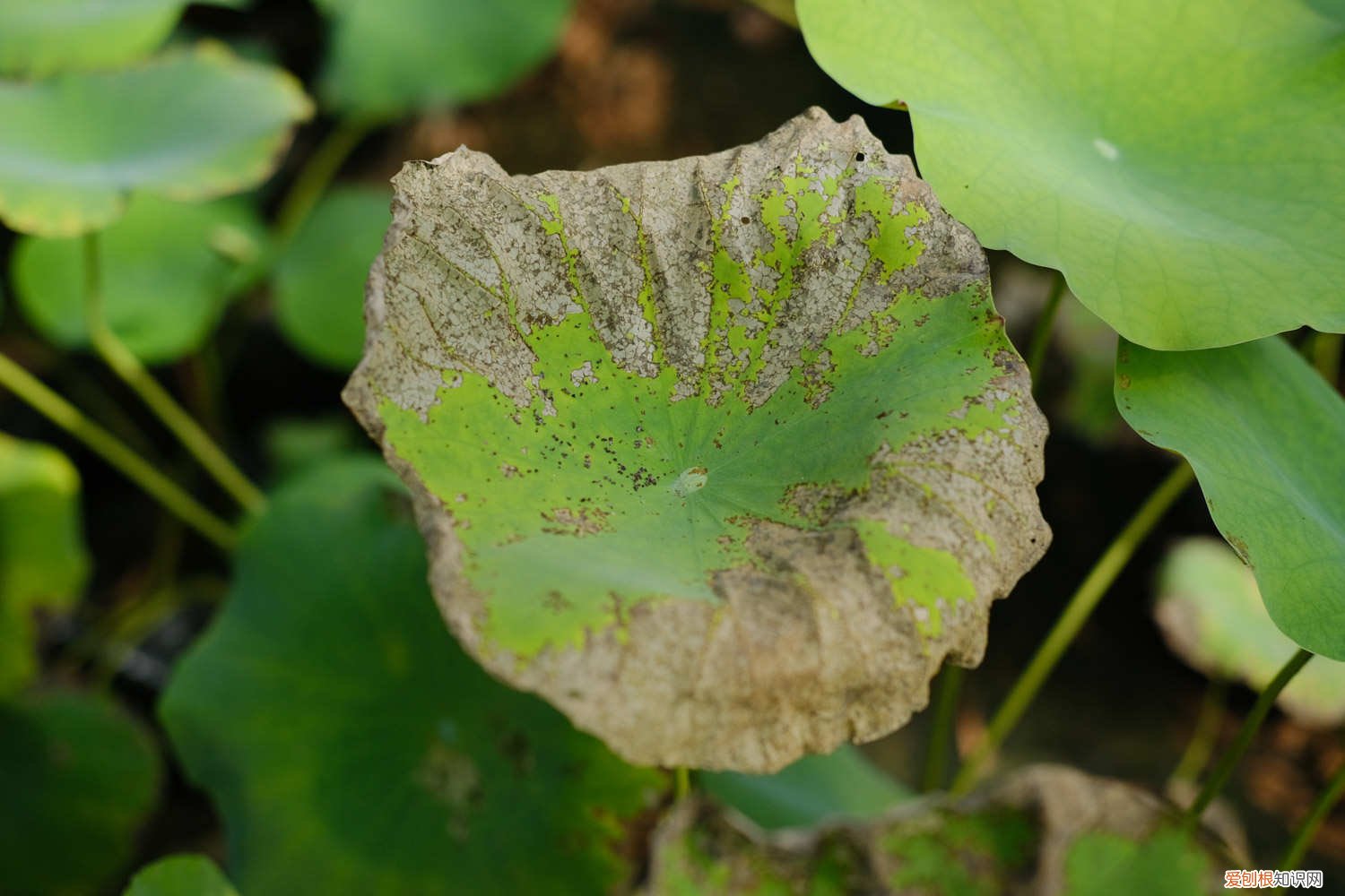 菊花什么季节开放 荷花什么季节开放