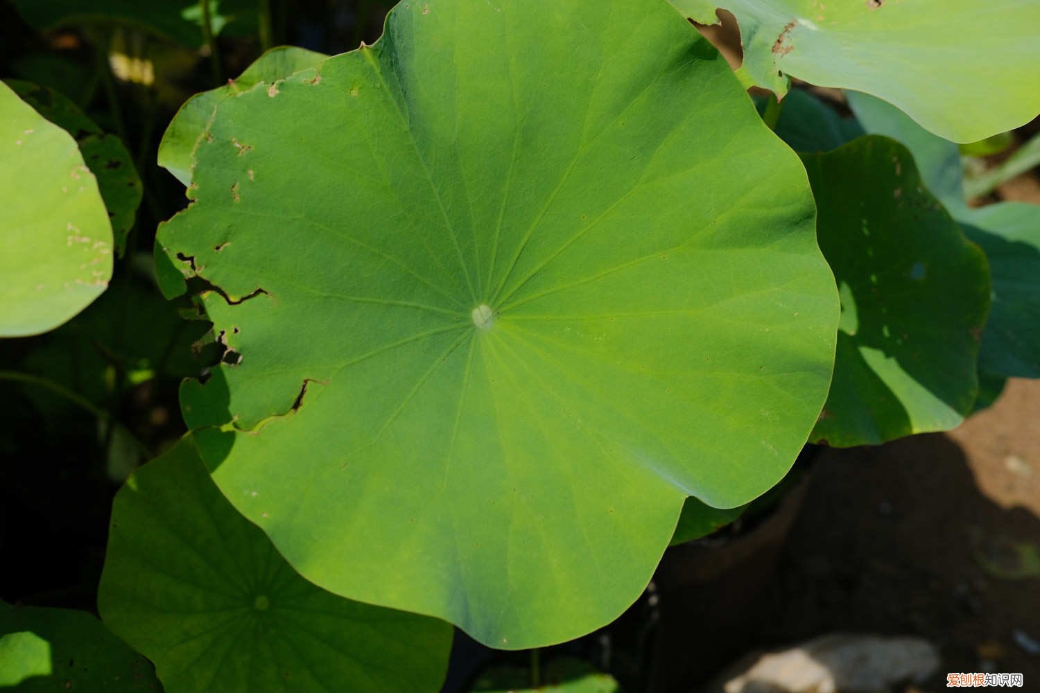 菊花什么季节开放 荷花什么季节开放
