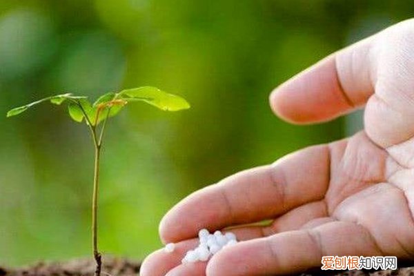 养花那种肥料好 家里都有的这“3种”料,养花不能少,比肥料强,养啥旺啥!