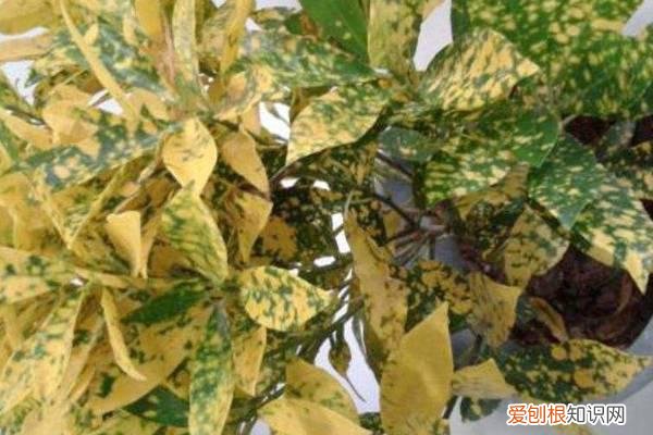 盆栽的叶子黄了要摘掉吗 捡这“黑东西”养花,盆里扔一点,烂根黄叶全改善!