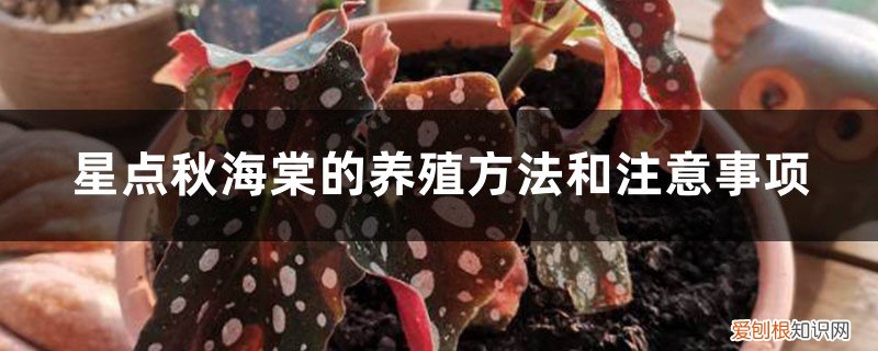 银星秋海棠适合在室内养吗 星点秋海棠的养殖方法和注意事项