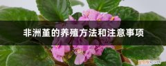 非洲堇怎么过冬天 非洲堇的养殖方法和注意事项