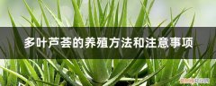 大叶芦荟的养殖方法和注意事项 多叶芦荟的养殖方法和注意事项