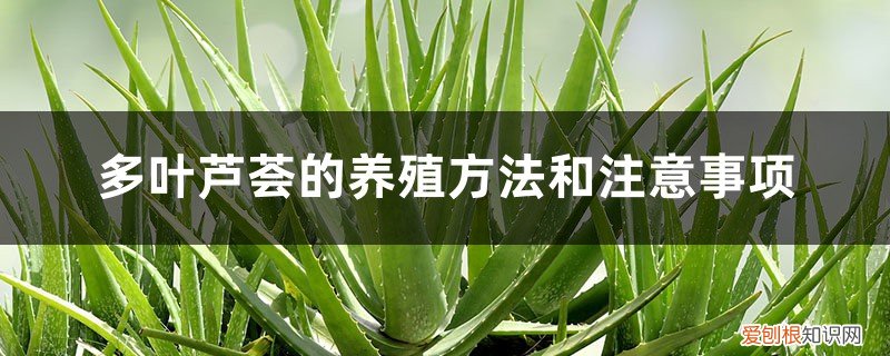 大叶芦荟的养殖方法和注意事项 多叶芦荟的养殖方法和注意事项