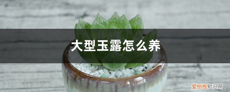 玉露盆栽怎么养 大型玉露怎么养