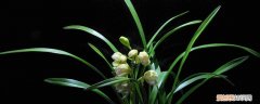 兰花有花芽了怎么养护 兰花发芽了要怎么养