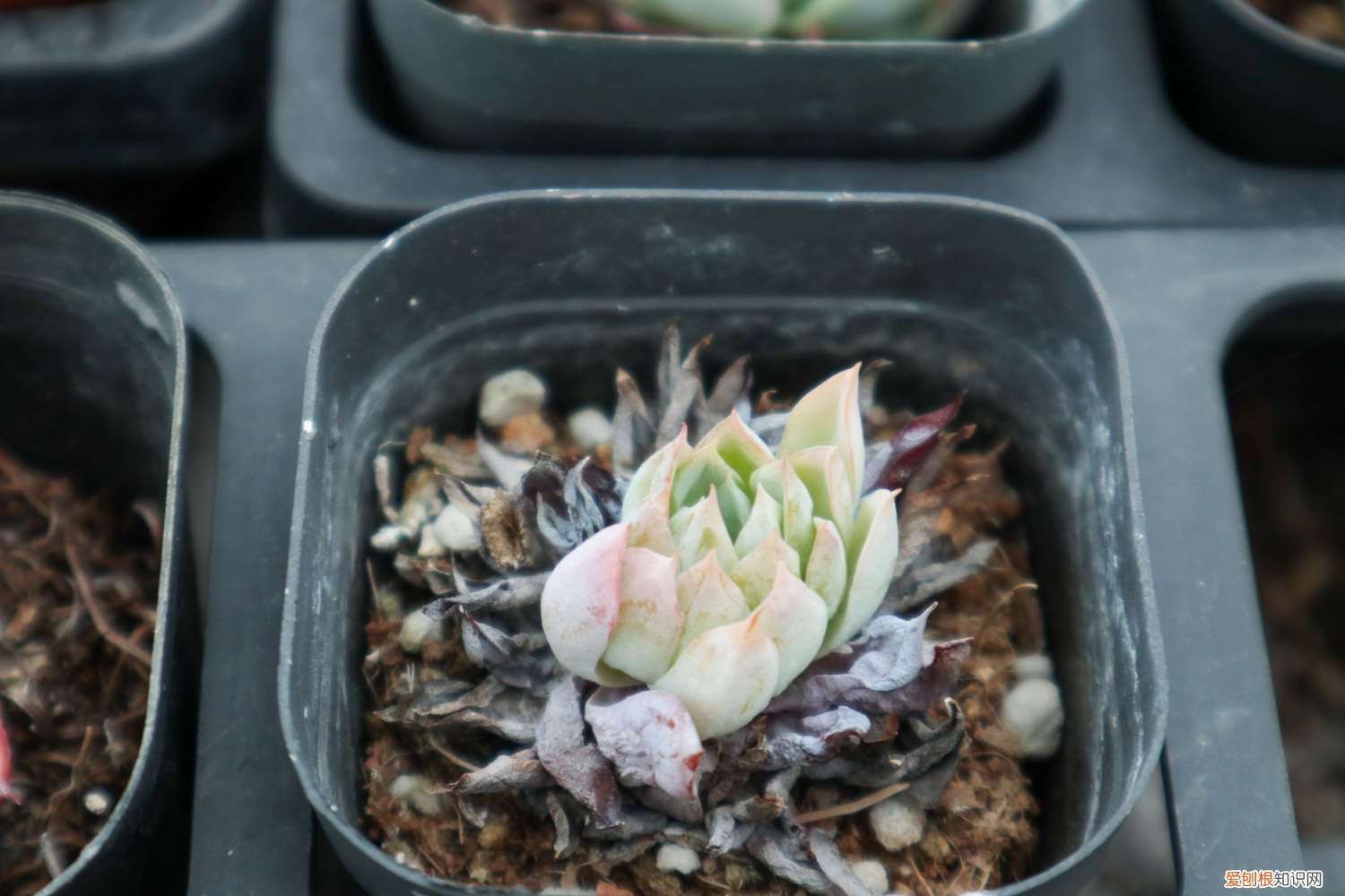 多肉植物怕冷吗怎么养 多肉植物怕冷吗