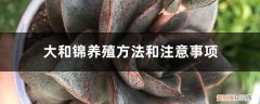 大和锦的养殖方法和注意事项 大和锦养殖方法和注意事项