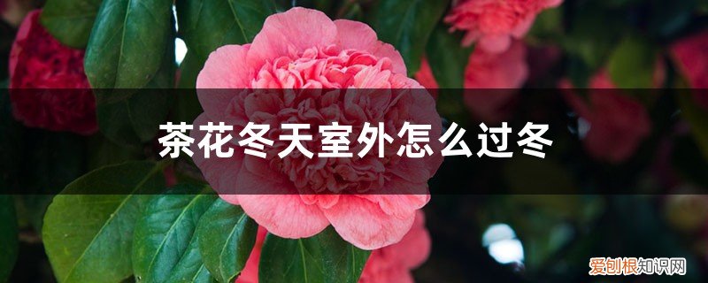 茶花冬天可以在外面过冬吗 茶花冬天室外怎么过冬