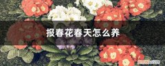怎样养好报春花 报春花春天怎么养