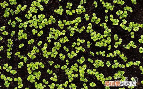 假植的过程 从催芽到假植，常见问题及解决方法分享
