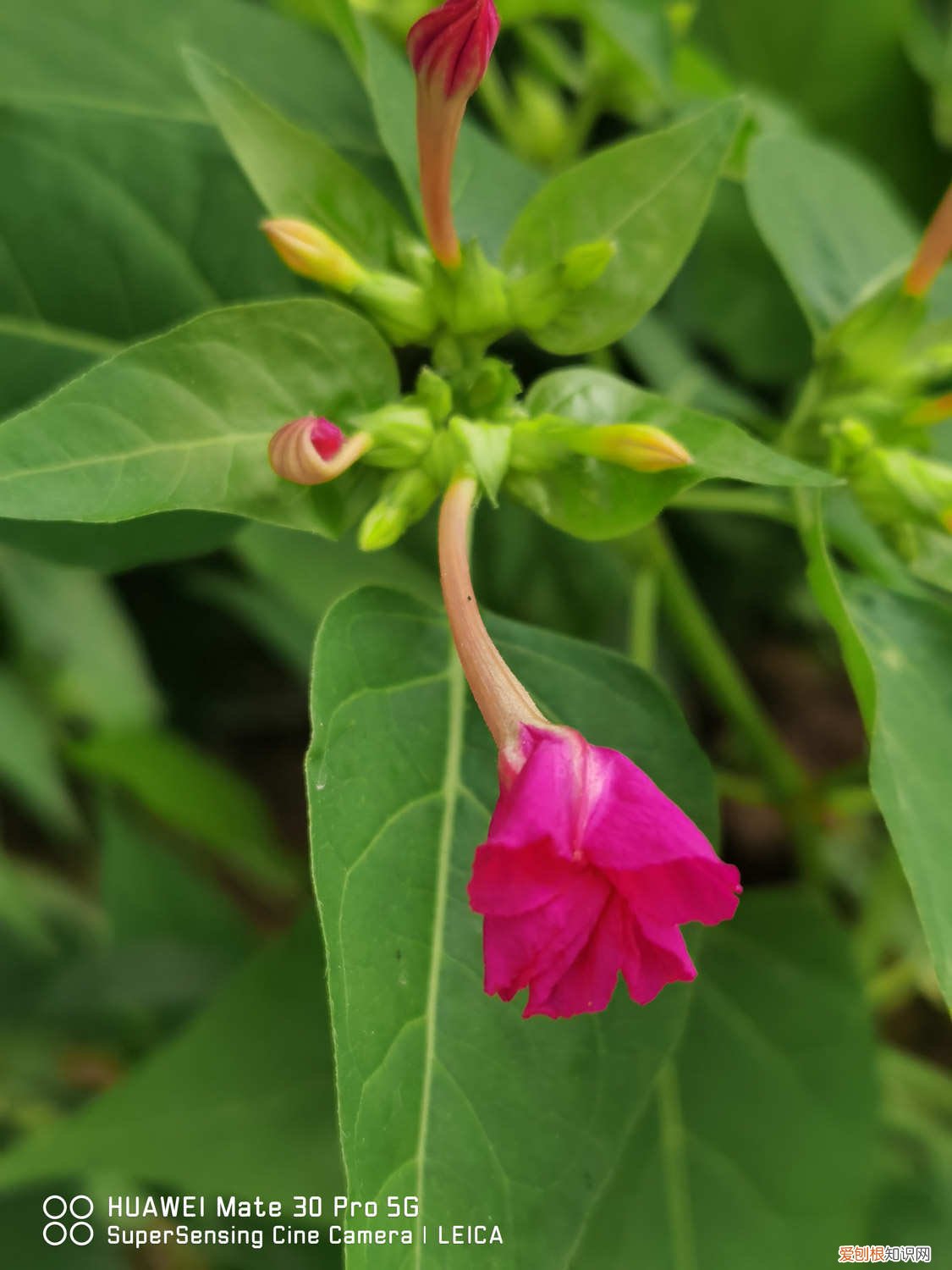 紫茉莉怎么养 紫茉莉的养殖方法和注意事项