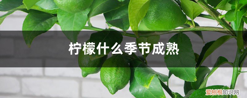 柠檬熟的季节 柠檬什么季节成熟