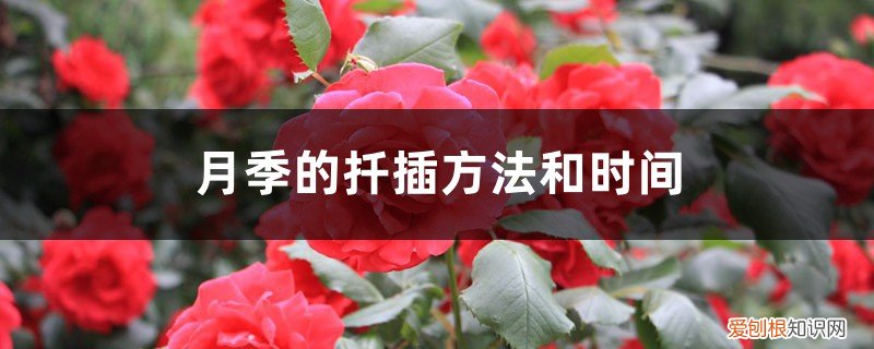月季扦插方法与时间(图解 月季的扦插方法和时间)