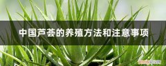 芦荟怎样养殖和注意事项 中国芦荟的养殖方法和注意事项