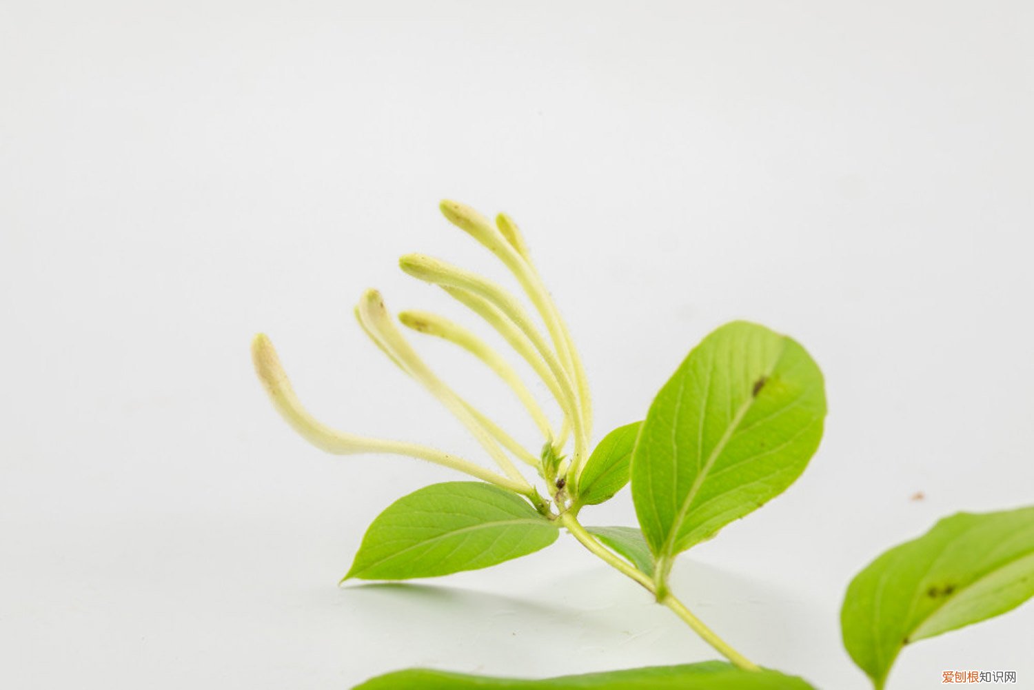 金银花什么时候开花季节 金银花什么时候开花