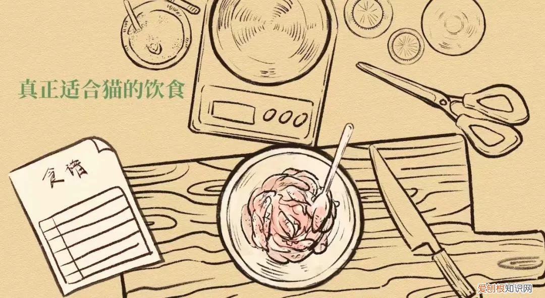做宠物自媒体，头部宠物自媒体「RawMeat」布局湿粮赛道，创立品牌Purrja扑呀