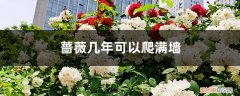 蔷薇哪个品种能爬满墙 蔷薇几年可以爬满墙