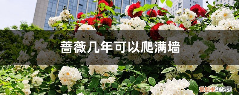 蔷薇哪个品种能爬满墙 蔷薇几年可以爬满墙