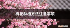 梅花种植方法注意事项有哪些 梅花种植方法注意事项