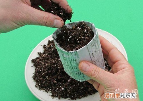 养花心得：报纸育苗杯 环保又当肥料