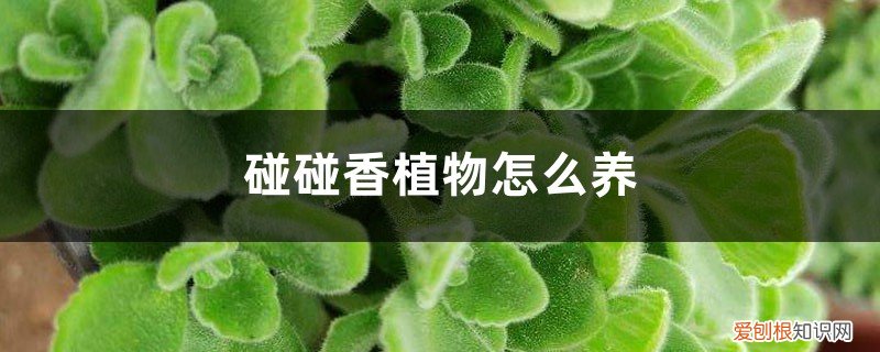 怎样养植碰碰香 碰碰香植物怎么养