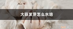 大蒜发芽水培后是吃哪里 大蒜发芽怎么水培