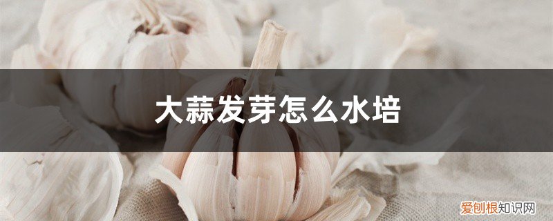 大蒜发芽水培后是吃哪里 大蒜发芽怎么水培