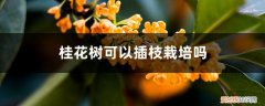 桂花树能插枝吗啥时候插枝怎么插枝 桂花树可以插枝栽培吗