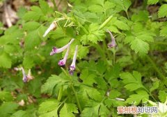 紫堇科植物 紫堇的栽培技术