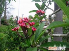 红鸡蛋花的养殖方法和注意事项 红鸡蛋花的养殖方法