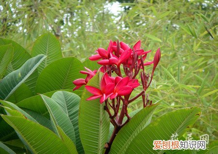 鸡蛋花栽培要点 红鸡蛋花的栽培技术