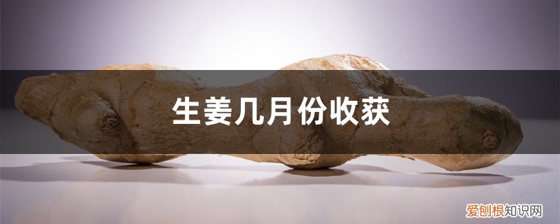 生姜几月份成熟收获 生姜几月份收获