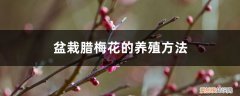 腊梅怎么栽盆 盆栽腊梅花的养殖方法
