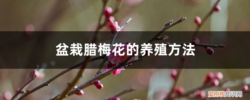 腊梅怎么栽盆 盆栽腊梅花的养殖方法