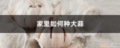 家里如何种大蒜种子 家里如何种大蒜