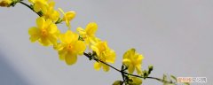 春天里开什么花,什么颜色 春天里开什么花