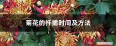 菊花如何扦插 时间 菊花的扦插时间及方法