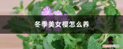 美女樱冬季怎样养护 冬季美女樱怎么养