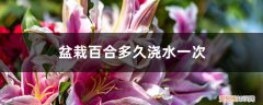 盆栽百合多久浇水一次最好 盆栽百合多久浇水一次
