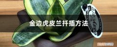 金边虎皮兰怎样扦插才能有金边 金边虎皮兰扦插方法