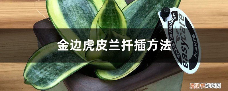 金边虎皮兰怎样扦插才能有金边 金边虎皮兰扦插方法