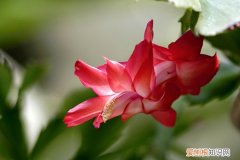 冬天的小花什么变化 冬天给这2种花做个“小动作”，过年刚好开花，喜气洋洋过大年！