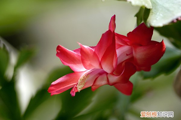冬天的小花什么变化 冬天给这2种花做个“小动作”，过年刚好开花，喜气洋洋过大年！