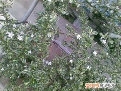 六月有雪吗 六月雪该怎么样